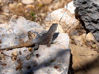 Madagascan collared iguana, Oplurus cuvieri, sitting on a rock. Tsimanampetsotsa national park. Madagascar