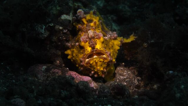 Warty Frogfish - Antennarius maculatus hunts at night. Underwater life of Tulamben, Bali, Indonesia. 