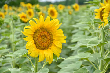 Fototapeta premium Sunflower, Field of blooming sunflowers