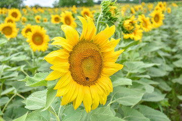 Naklejka premium Sunflower, Field of blooming sunflowers