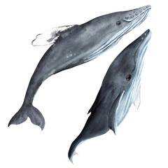 Hand drawn watercolor humpback whales. An illustration for printing design, textile, scrapbooking. Isolated on white.	