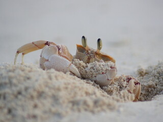 Africa - Zanzibar - Crab