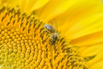 Honey bee sits on a sunflower. Honey Bee pollinating sunflower. A bee collects nectar from flowers