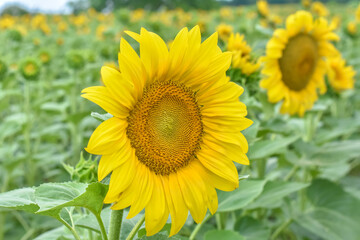 Sunflower, Field of blooming sunflowers