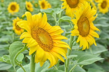Obraz premium Sunflower, Field of blooming sunflowers