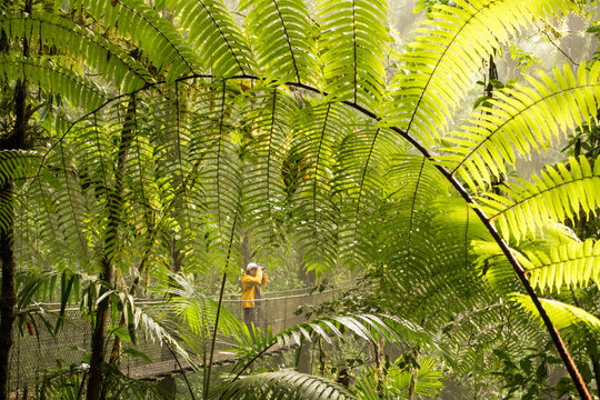 Bird watcher on rainforest canopy walk, Costa Rica