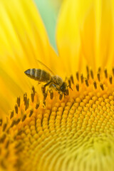 Honey bee sits on a sunflower. Honey Bee pollinating sunflower. A bee collects nectar from flowers