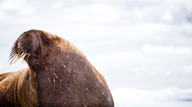 supermodel walrus, Odobenus Rosmarus, Spitzbergen, Svalbard