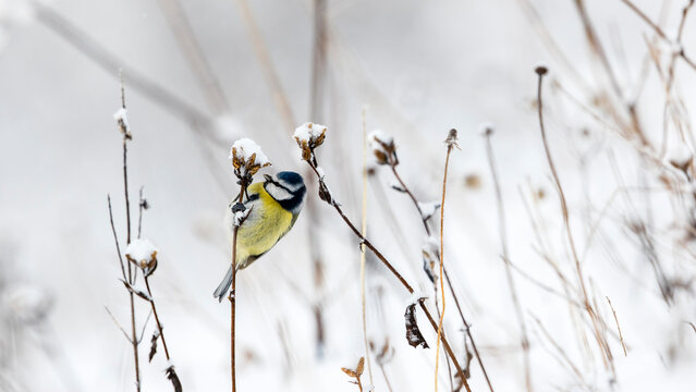 A bleu tit in a snowy landscape