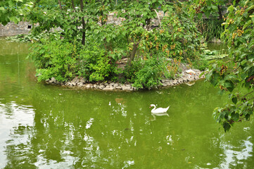 Obraz na płótnie Canvas Lake, pond, swamp overgrown with dense vegetation 