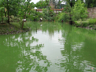 Lake, pond, swamp overgrown with dense vegetation   