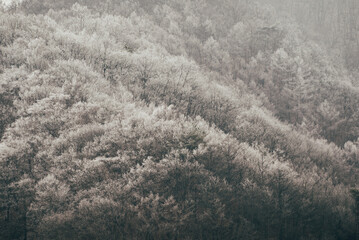 Naklejka premium forest in winter