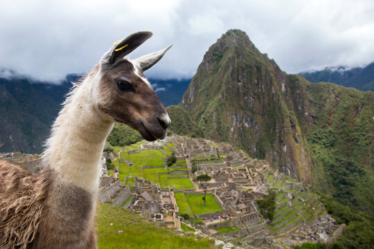 llama at Machu Pichu, Peru