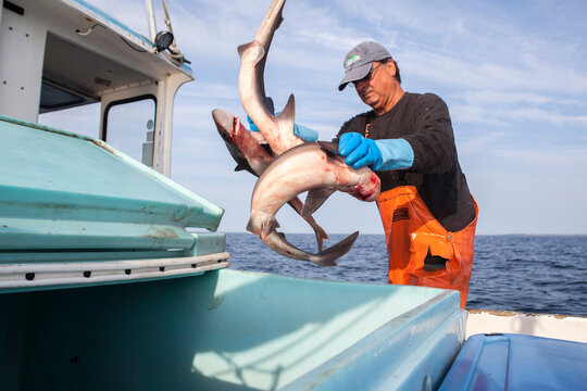 A fisherman throws dog fish into a container.