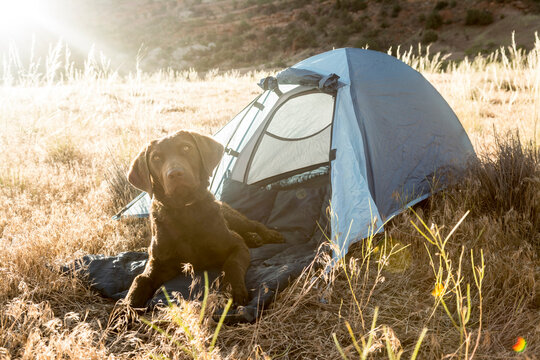 Dog in tent along the Colorado River, Fruita, Colorado.
