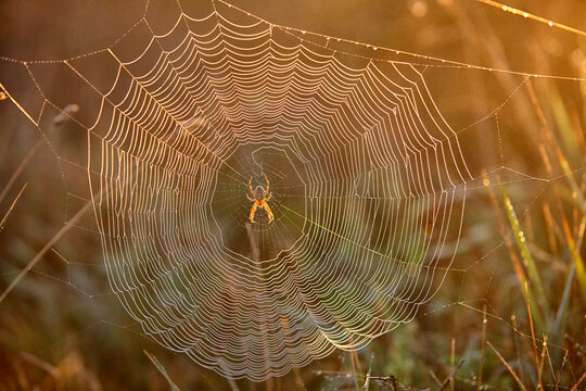 spider web and spider in Wild Coast In Quiberon