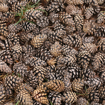 Pinecones. Alto Tajo Natural Park. Guadalajara. Spain