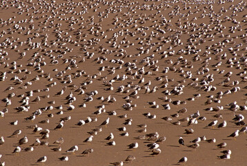 European Herring Gul , Larus argentatus, Sus Masa Draa, Marocco