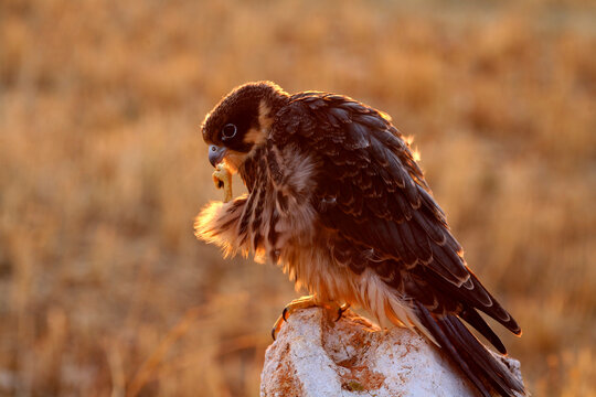 Hobby Falco subbuteo, juvenile: Monfrag&Atilde;&frac14;e National park. Caceres. Extremadura. Spain