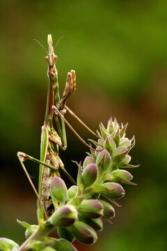 Praying Mantis in Cuenca Alta del Manzanares, Spain
