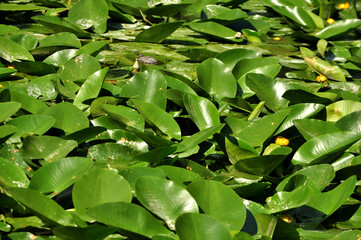 Water lily pond (Nuphar) leaves on the surface of the water   