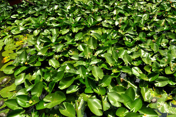 Fototapeta na wymiar Water lily pond (Nuphar) leaves on the surface of the water 