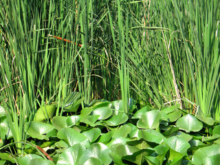 Water lily pond (Nuphar) leaves on the surface of the water   