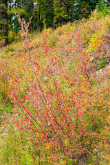 Hillside around the lake