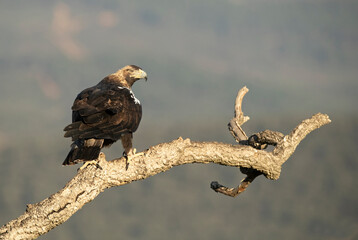 Adult female Spanish Imperial Eagle at her favorite vantage point within her breeding territory in a Mediterranean mountain area at first light on a cold January day