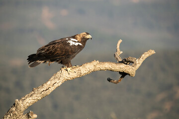 Adult female Spanish Imperial Eagle at her favorite vantage point within her breeding territory in a Mediterranean mountain area at first light on a cold January day