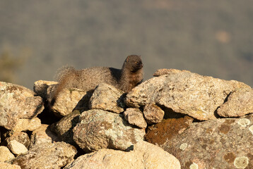 Mongoose looking for food in its territory at the first light of a January day