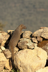 Mongoose looking for food in its territory at the first light of a January day