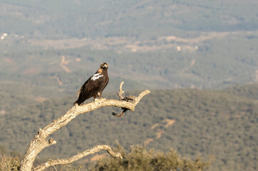 Adult female Spanish Imperial Eagle at her favorite vantage point within her breeding territory in...