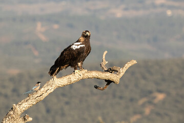 Adult female Spanish Imperial Eagle at her favorite vantage point within her breeding territory in a Mediterranean mountain area at first light on a cold January day