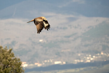 Red kite flying over a Mediterranean mountainous area with the first light of a cold winter day