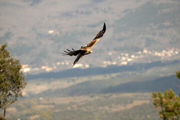 Red Kite flying in its breeding territory in a Mediterranean mountain area with the first light of a cold January day