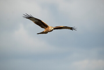 Red kite flying over a Mediterranean mountainous area with the first light of a cold winter day