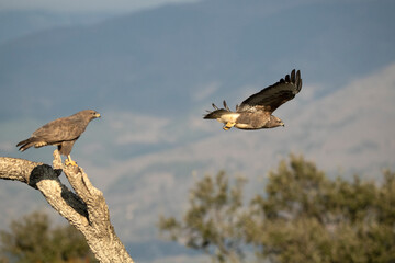 Male and female Common buzzard in the mating season in their territory with the first light of a...