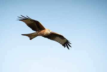 Red kite flying in a Mediterranean mountainous area of its territory with the first light of a January day