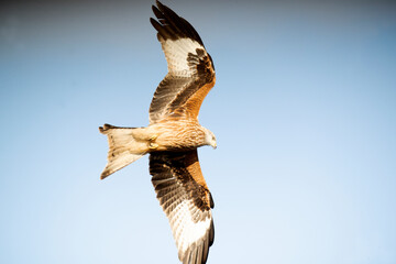 Red Kite flying in its breeding territory in a Mediterranean mountain area with the first light of a cold January day