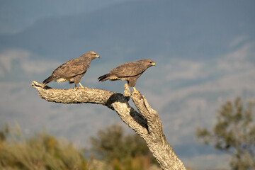 Male and female Common buzzard in the mating season in their territory with the first light of a January day