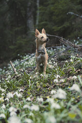 Naklejka na ściany i meble Close up small pet dog standing on snowdrops meadow concept photo. Front view photography with blurred background. Natural light. High quality picture for wallpaper, travel blog, magazine, article