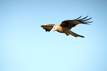 Red kite flying in a Mediterranean mountainous area of its territory with the first light of a January day