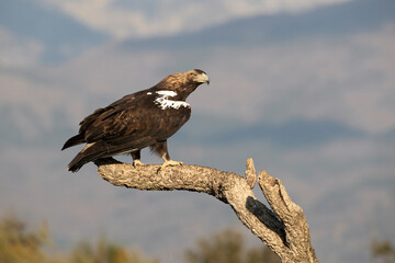 Spanish Imperial Eagle female at her favorite watchtower within her territory with the first light...