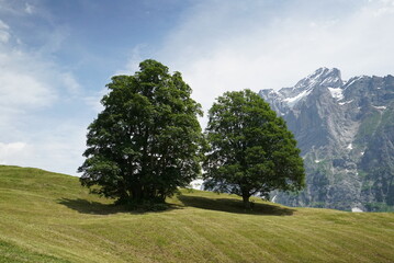 tree in the mountains