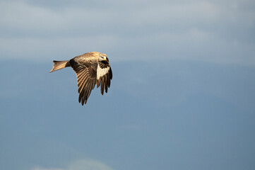 Red Kite flying in its breeding territory in a Mediterranean mountain area with the first light of a cold January day