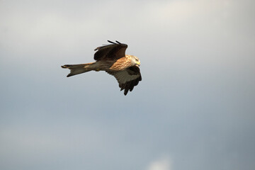 Red kite flying in a Mediterranean mountainous area of its territory with the first light of a January day