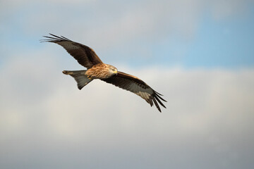 Red kite flying in a Mediterranean mountainous area of its territory with the first light of a January day