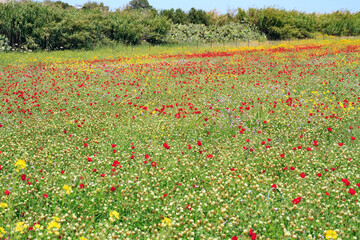 The flower carpets