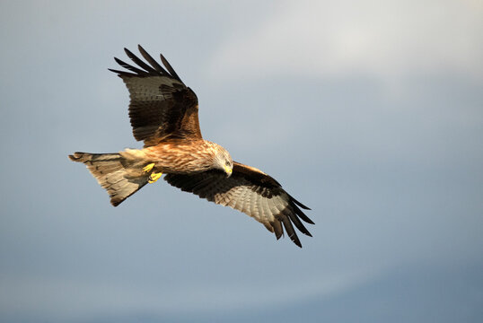 Red Kite flying in its breeding territory in a Mediterranean mountain area with the first light of a cold January day